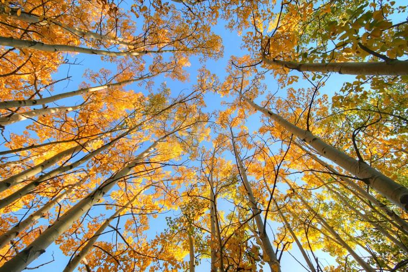 Yellow fall leaves on trees over blue sky