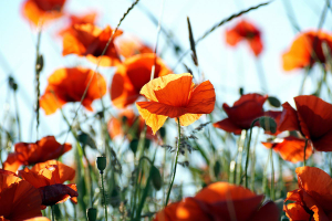 orange flowers blooming