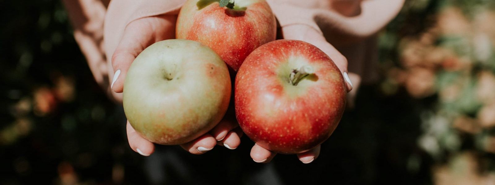 GREAT PLACES TO PICK APPLES AND PUMPKINS