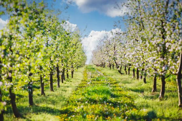 Charlottesville apple orchard