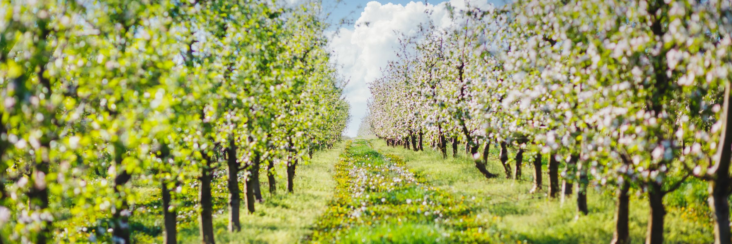 Charlottesville apple orchard