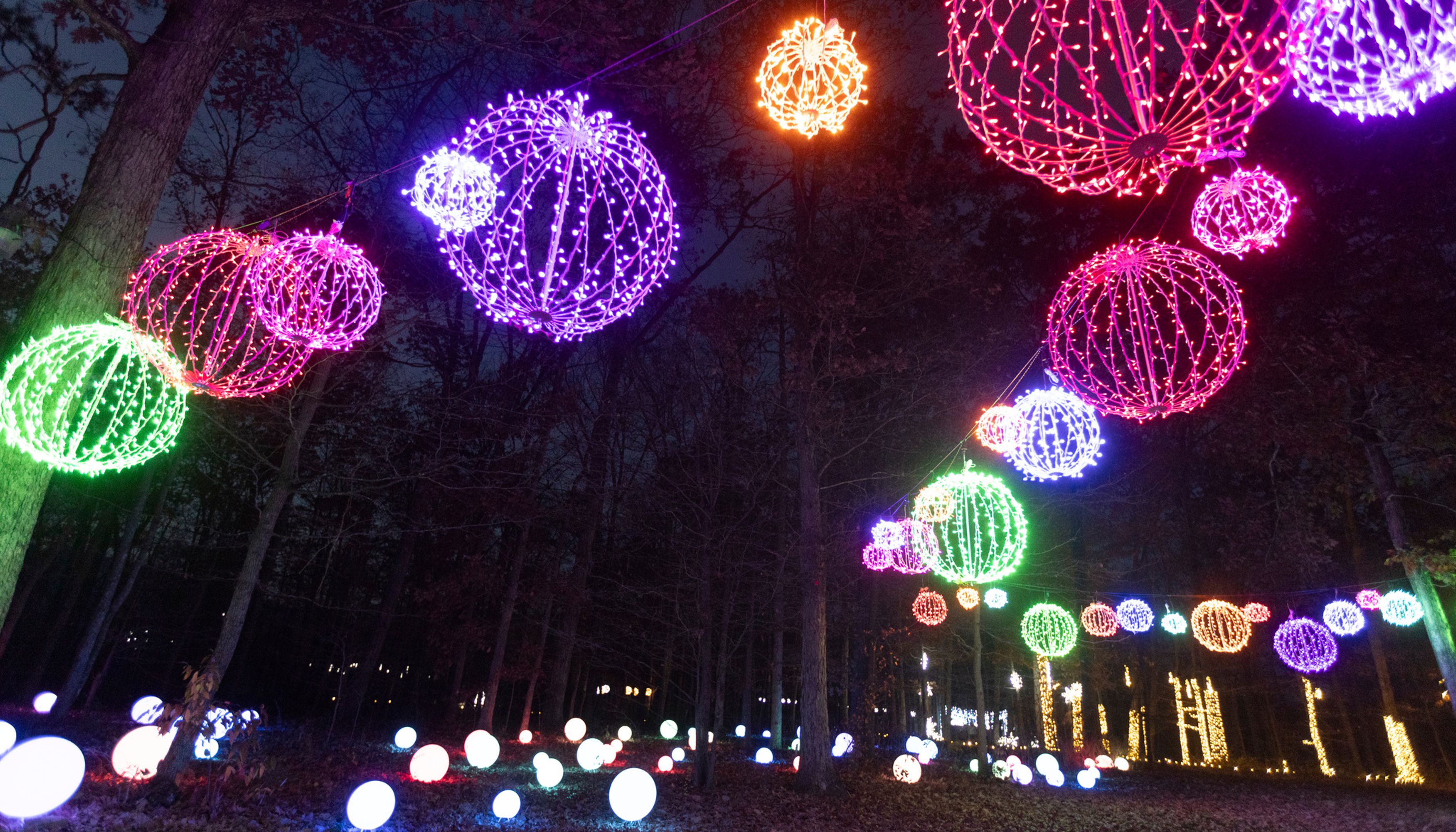 Pink and purple large ornament christmas lights in trees