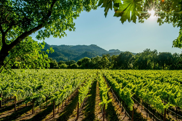 Charlottesville Wineries