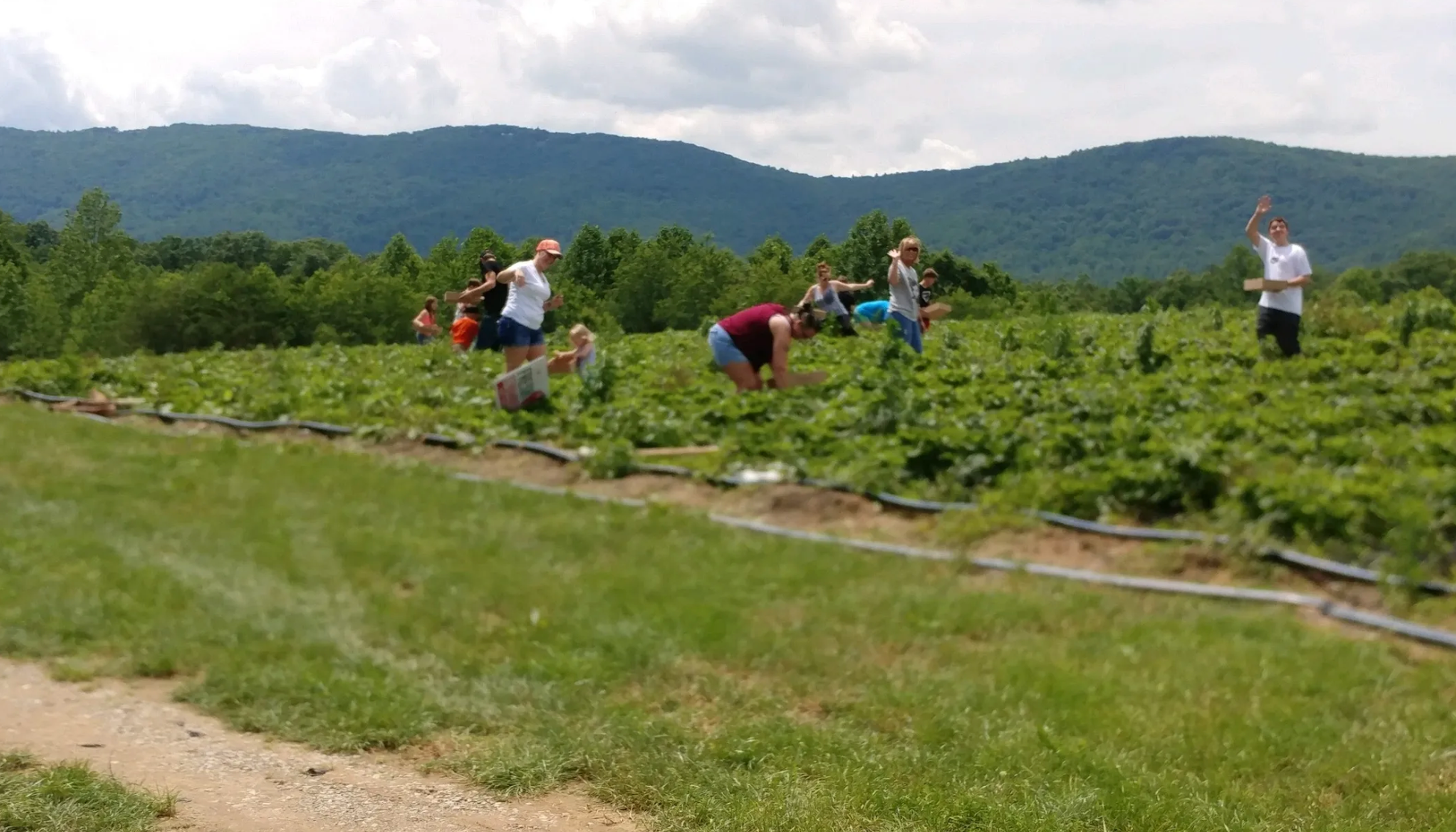 families picking strawberriesundefined