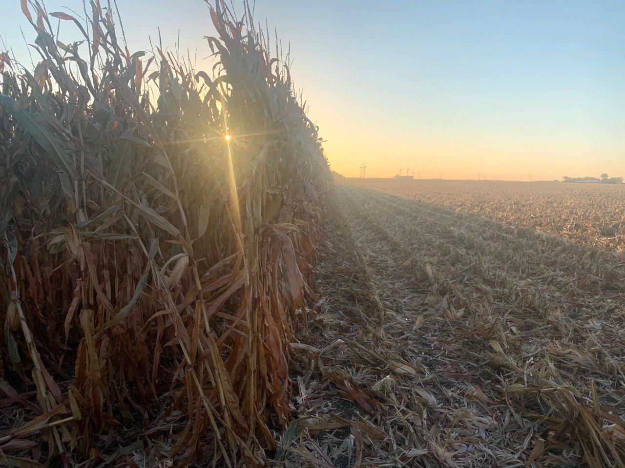 corn sunset