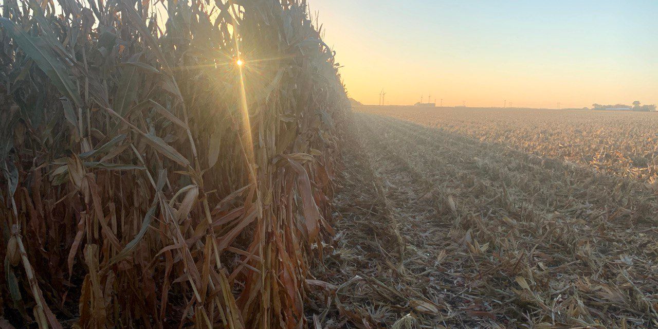 corn sunset