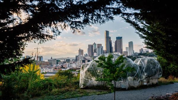Seattle behind fruit trees