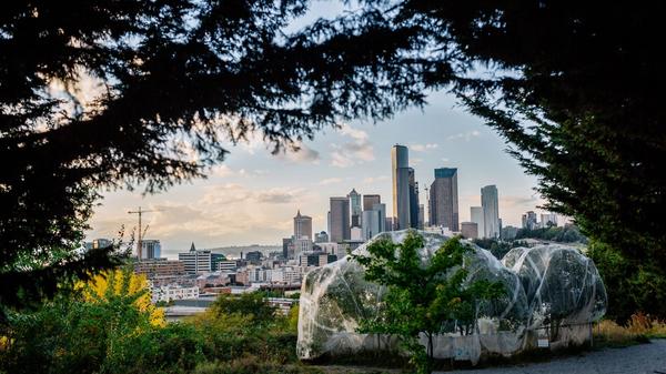 Seattle behind fruit trees