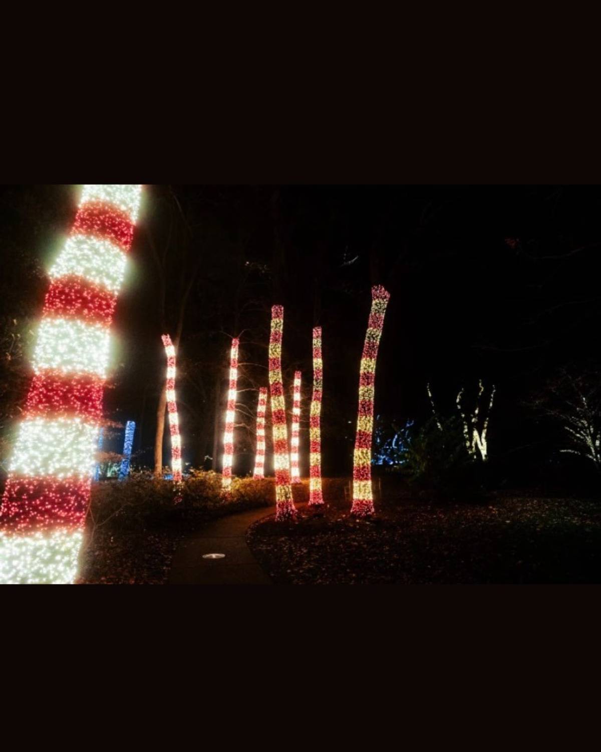 Holiday LIGHTS