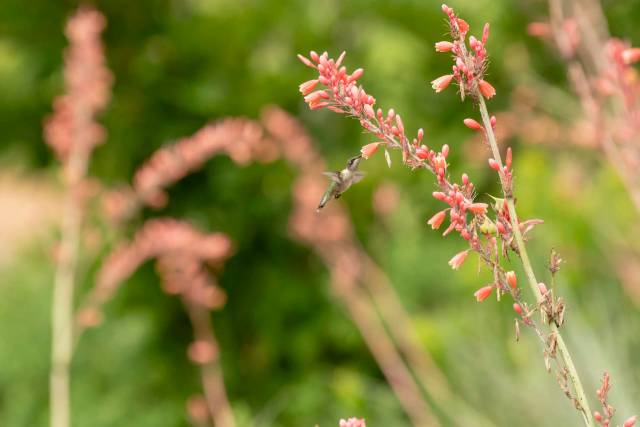 Backyard Conservation