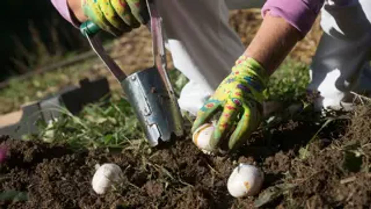 Service Learning: Bulbs