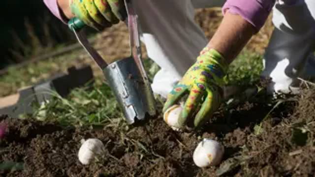 Service Learning: Bulbs