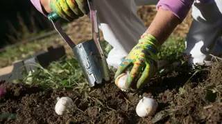 Service Learning: Bulbs