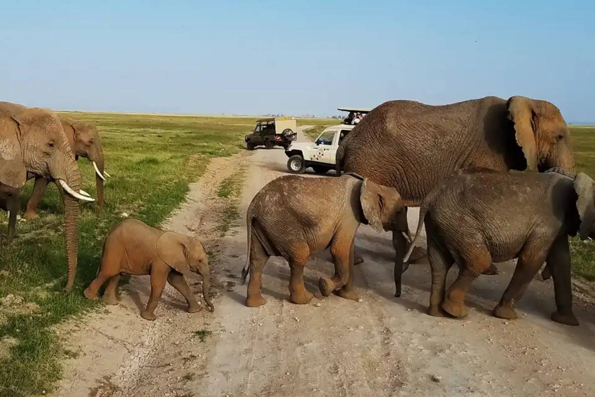 Wings Over Kenya—A Safari Adventure with Oakland Zoo
