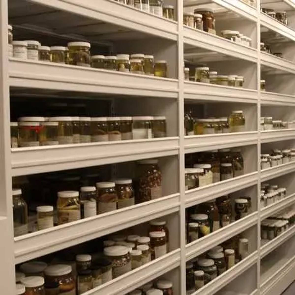 Lilienthal Lecture: What Can Millions of Specimens Tell Us? Unlocking Natural History Collections Through Digitization