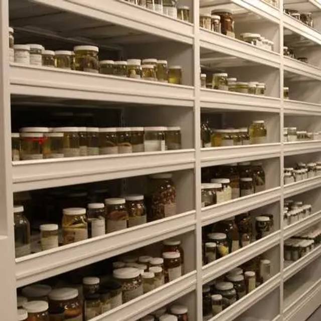 Lilienthal Lecture: What Can Millions of Specimens Tell Us? Unlocking Natural History Collections Through Digitization