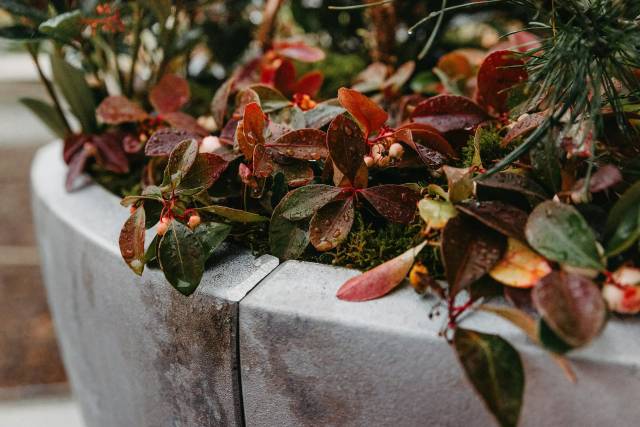 Festive Winter Containers