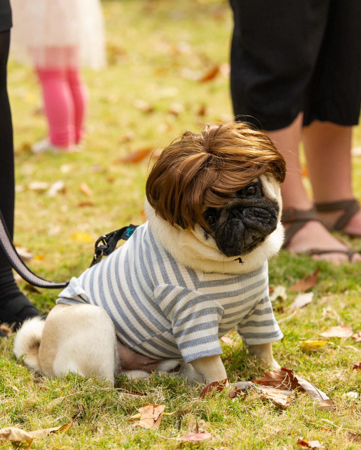 Halloween Pooch Party
