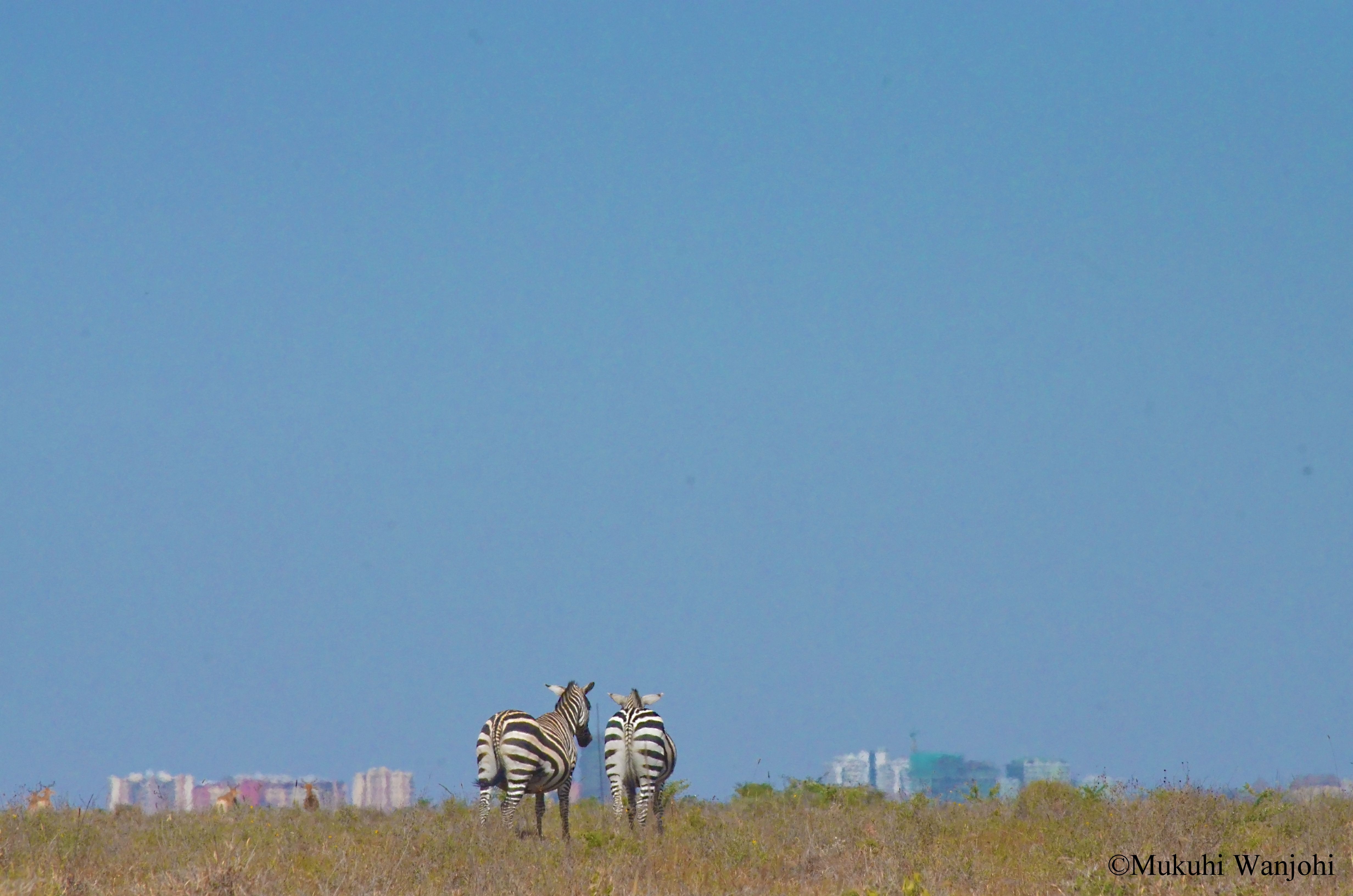NAIROBI NATIONAL PARK