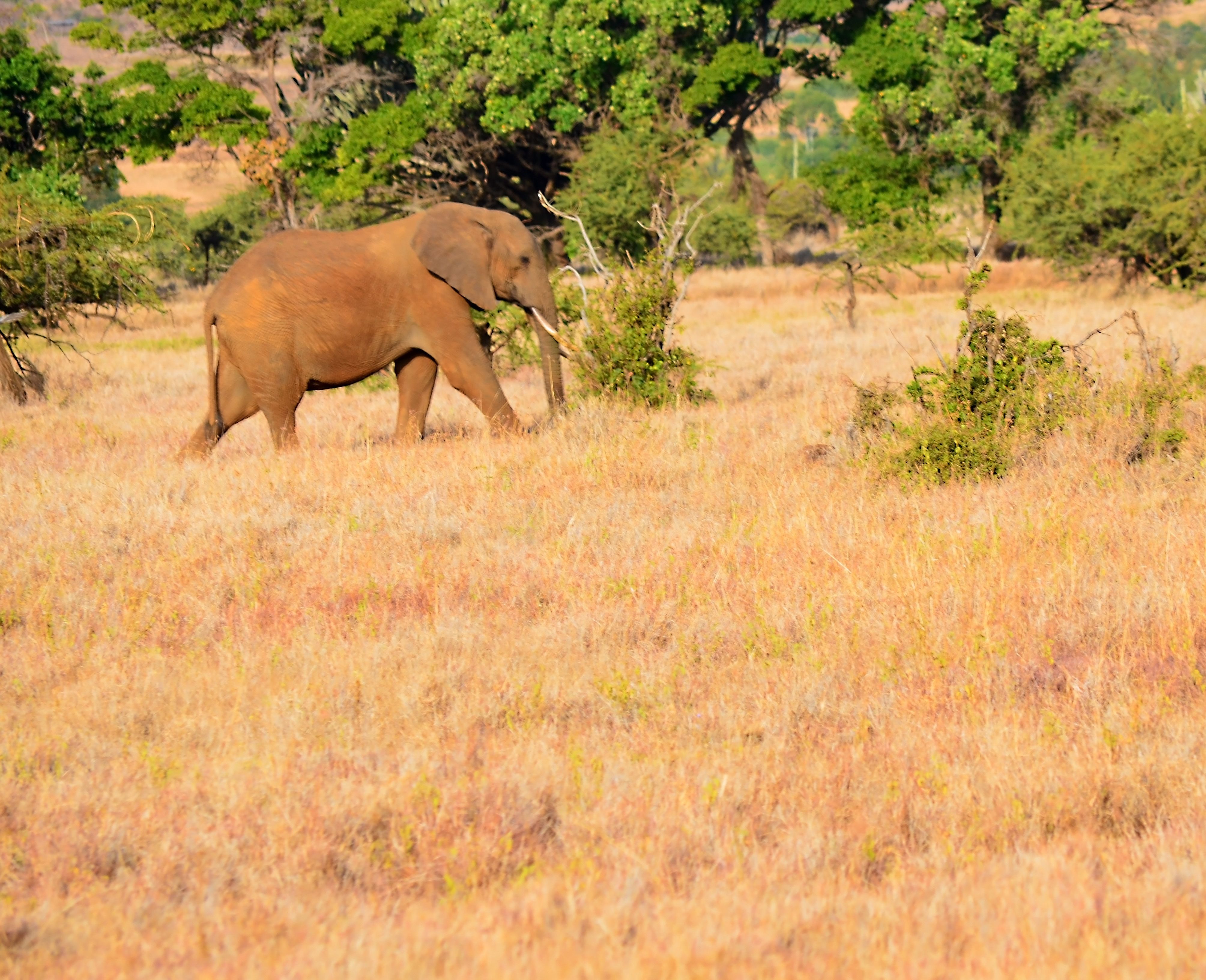 WILDLIFE, NATURE & FRIENDSHIP