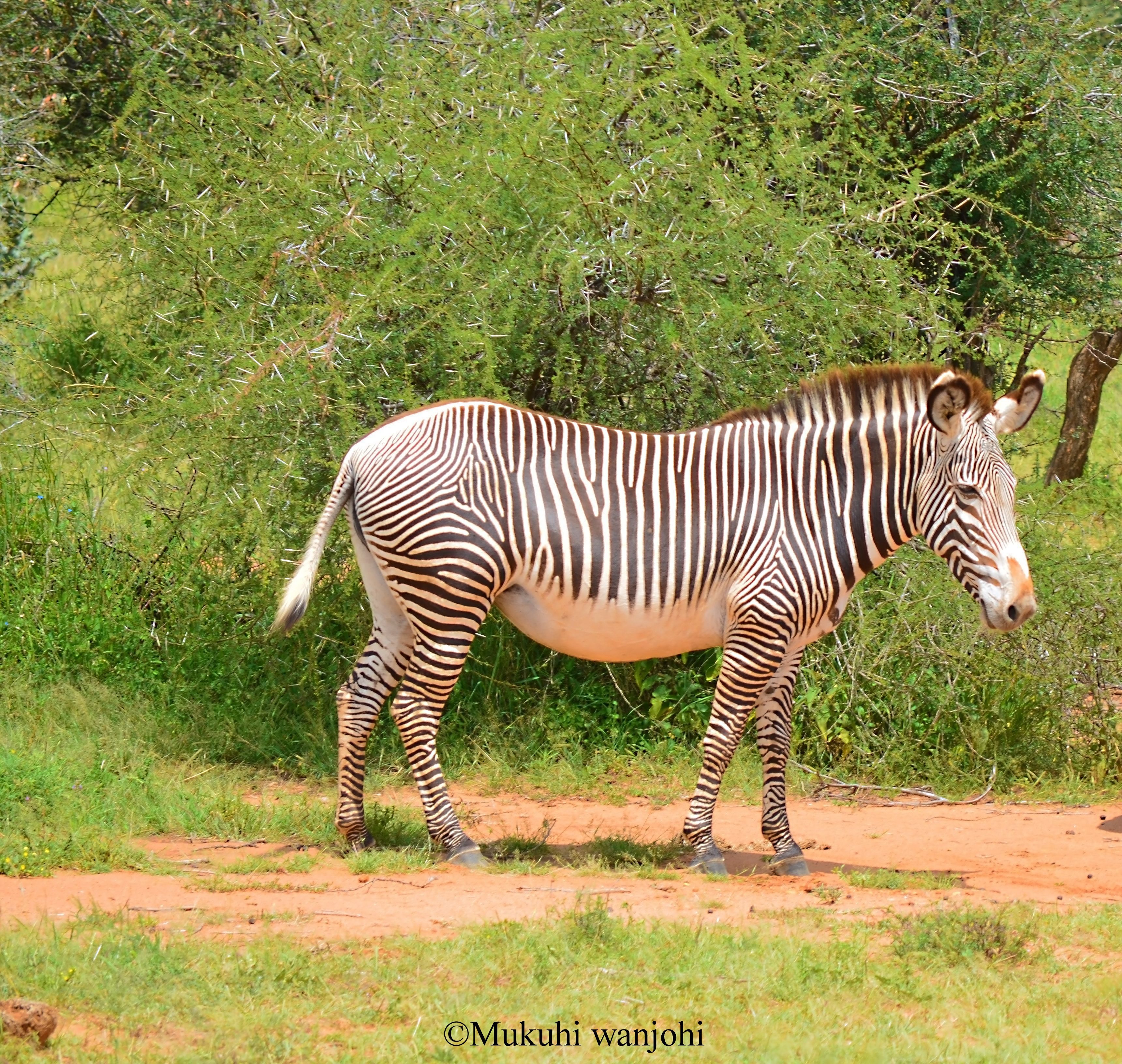 THE GREAT GREVYS RALLY: MY STORY