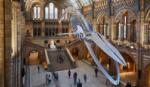 Image shows the Hintze Hall in the Natural History Museum, London, where The Animal Interventions installation was broadcast. Installation composer: Coda to Coda