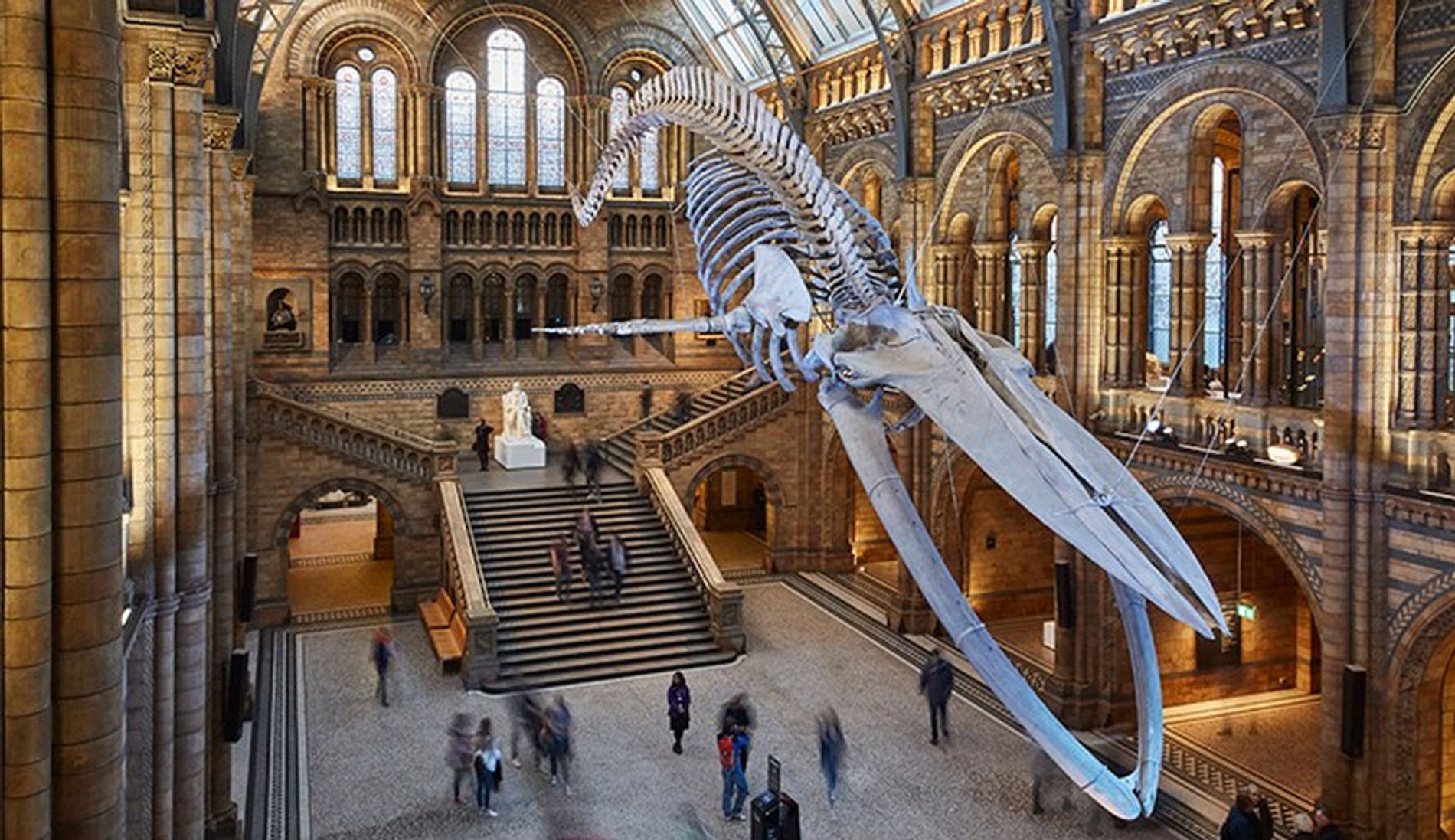 Image shows the Hintze Hall in the Natural History Museum, London, where The Animal Interventions installation was broadcast. Installation composer: Coda to Coda
