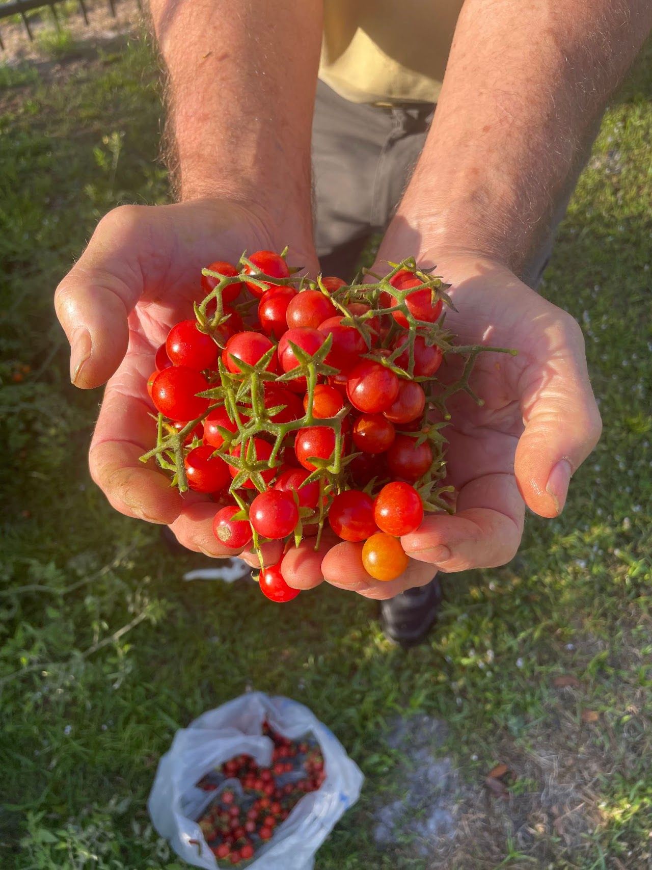 Fresh tomatoes and produce
