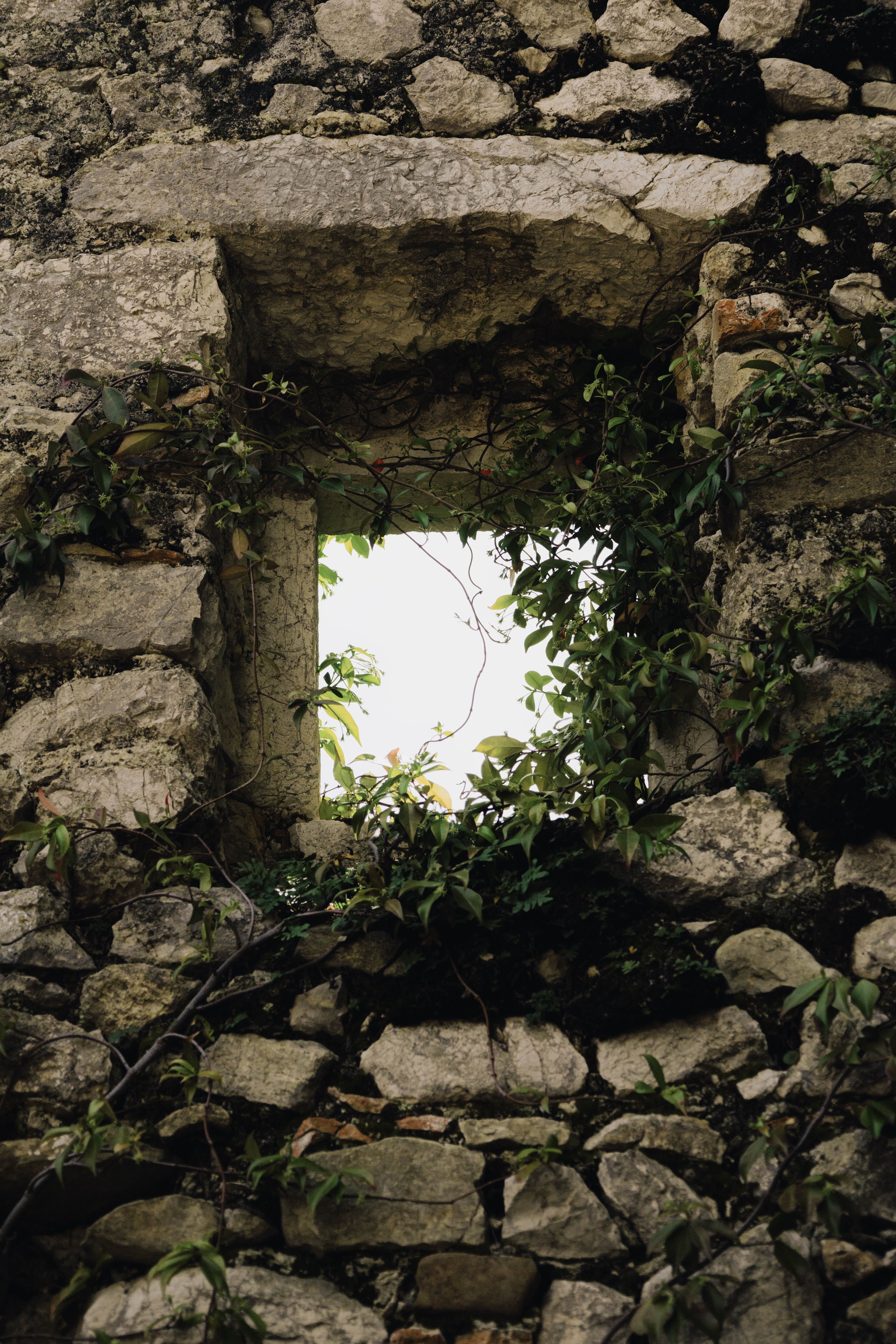 A glimpse through stone and vine