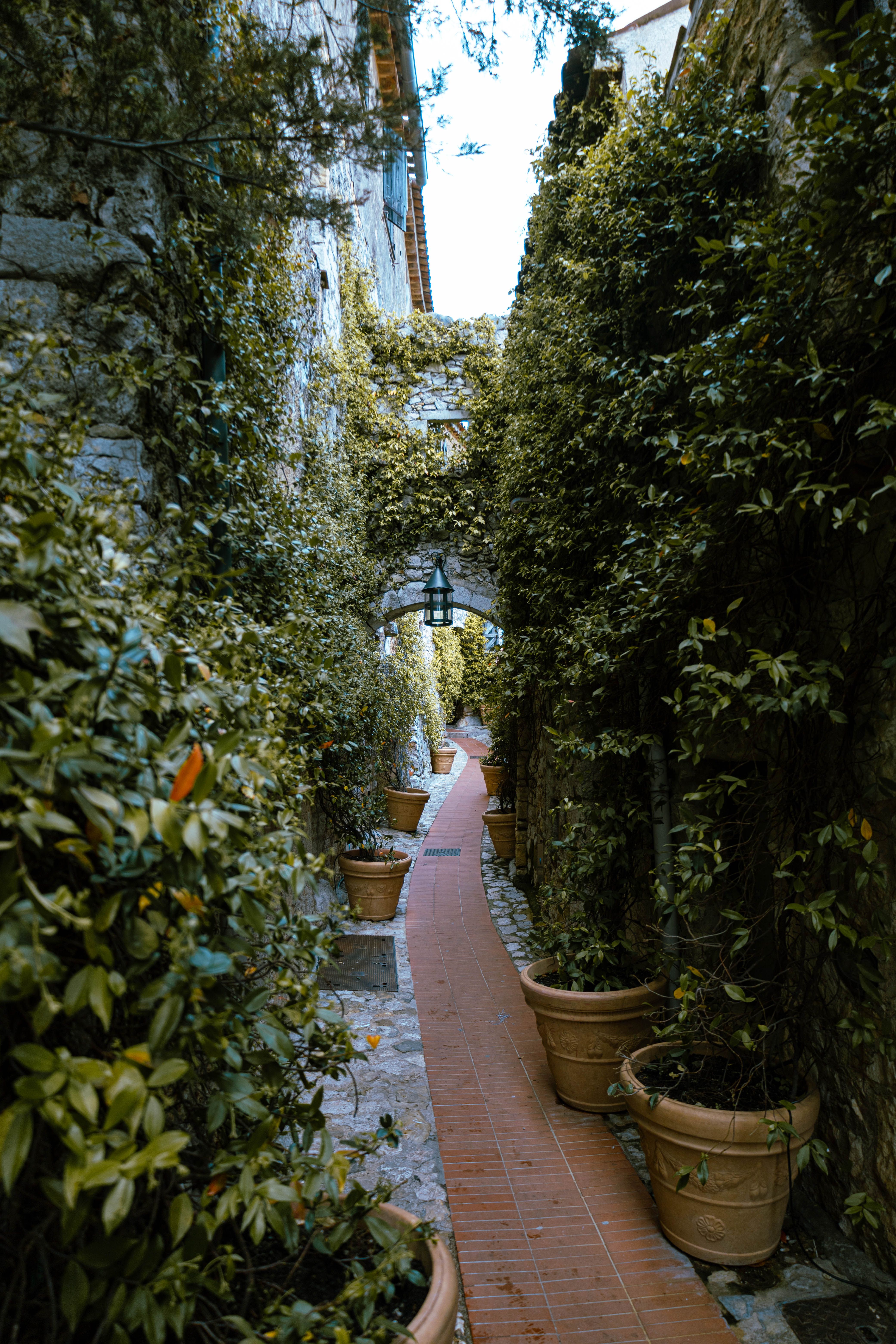 A Passage Lost to Greenery