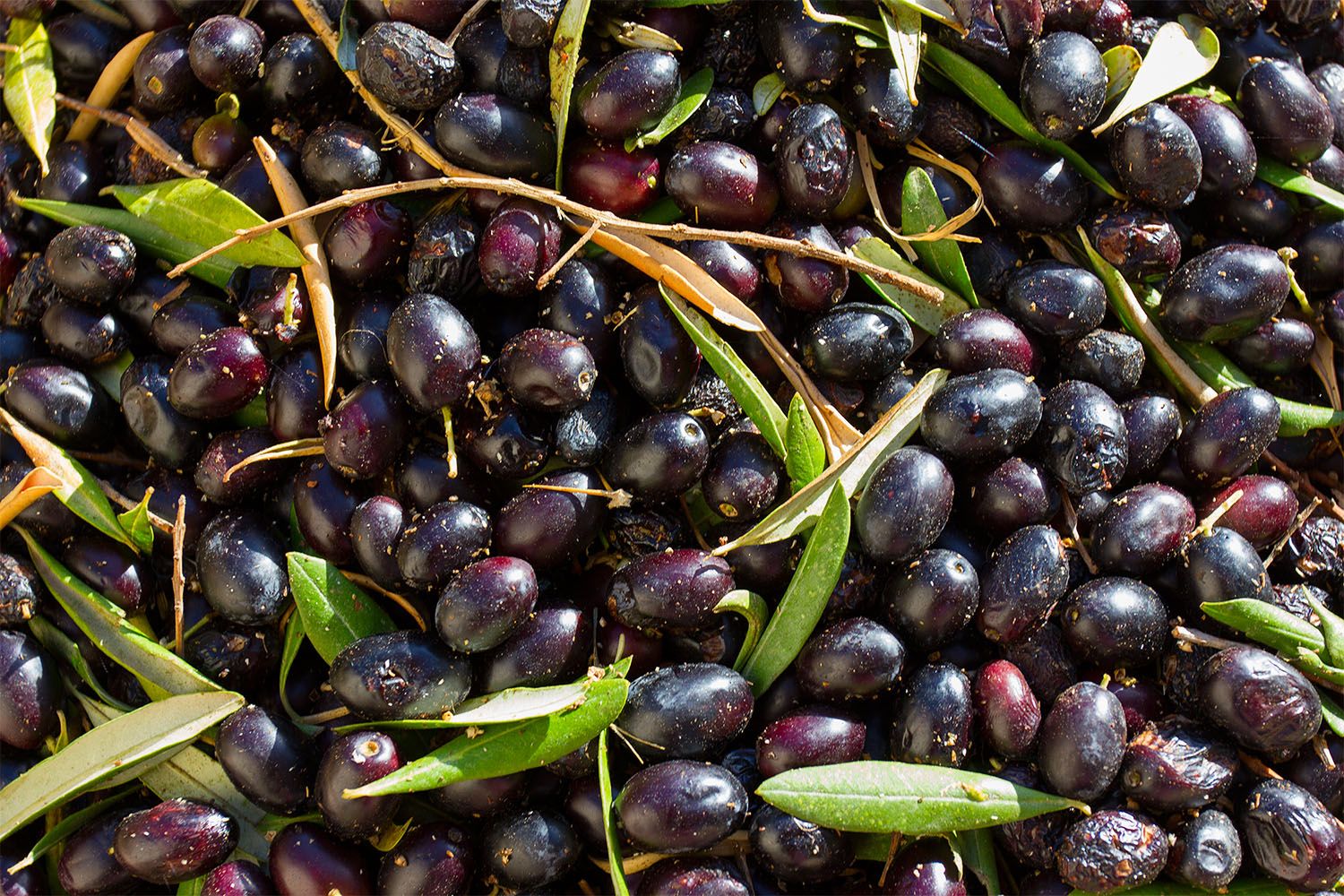 How Black Olives Are Used Around the World