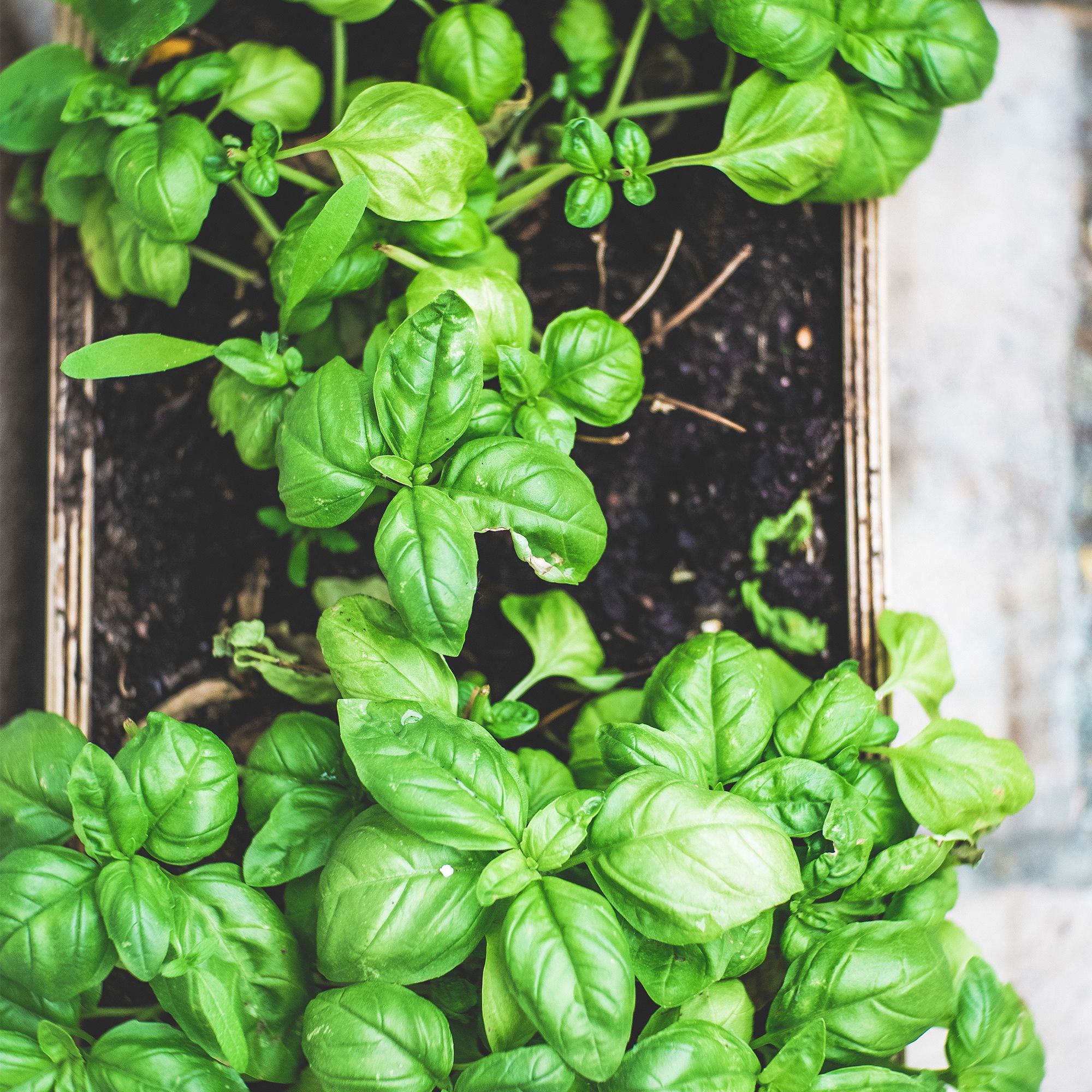 A Herbstory: Basil