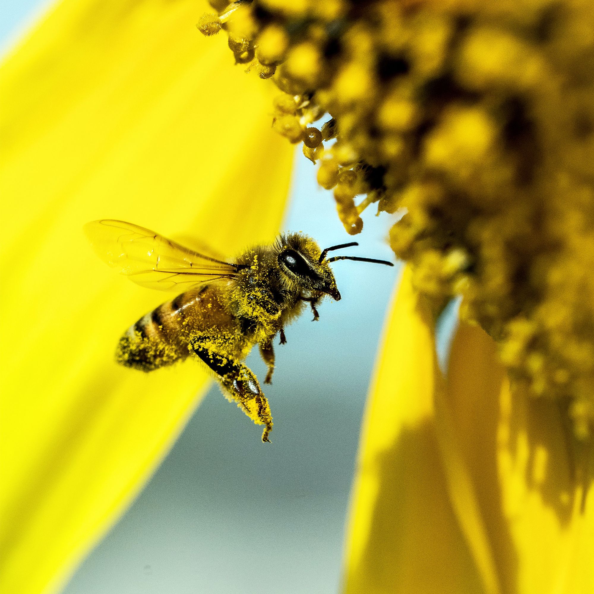 The Concierge Of A Bee Hotel 