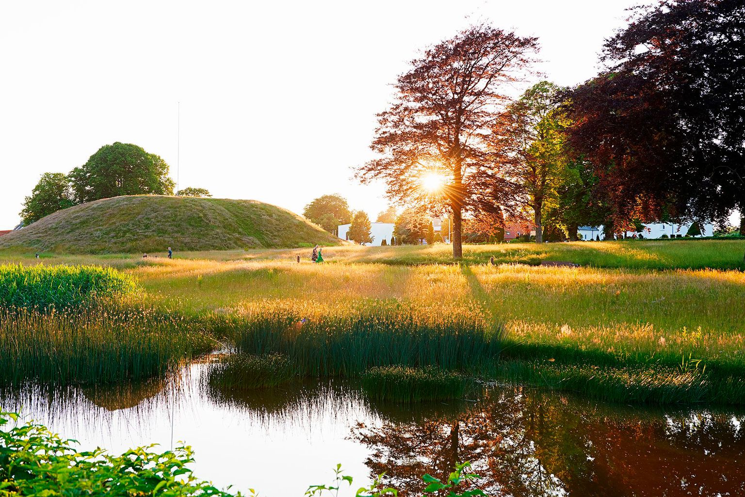 Morgensol gennem træerne over nordhøjen