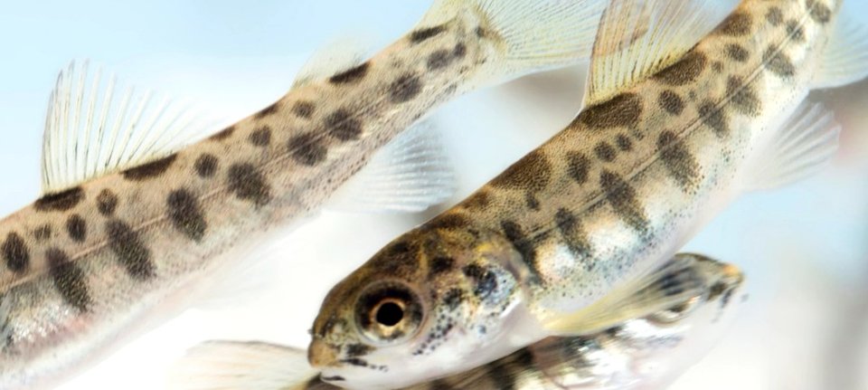 Fiskevelferdskurs Settefisk grunnopplæring