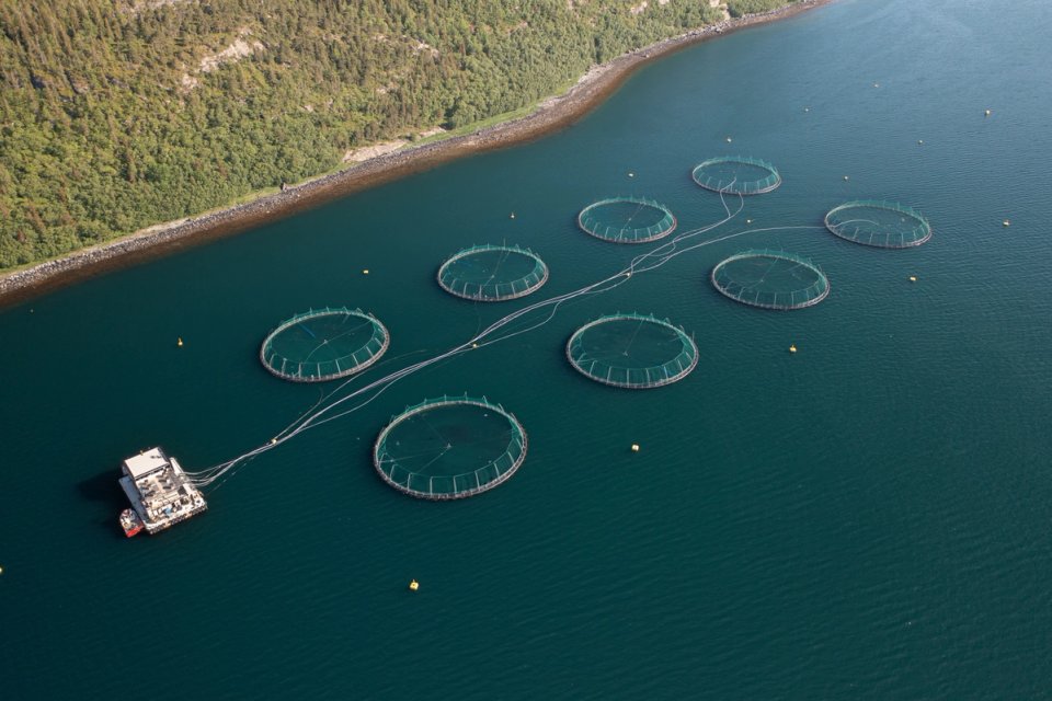 Fish welfare, matfiskproduksjon på engelsk