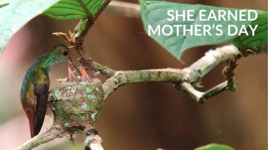 Jaw-dropping Video of a Beautiful Hummingbird Feeding Chicks