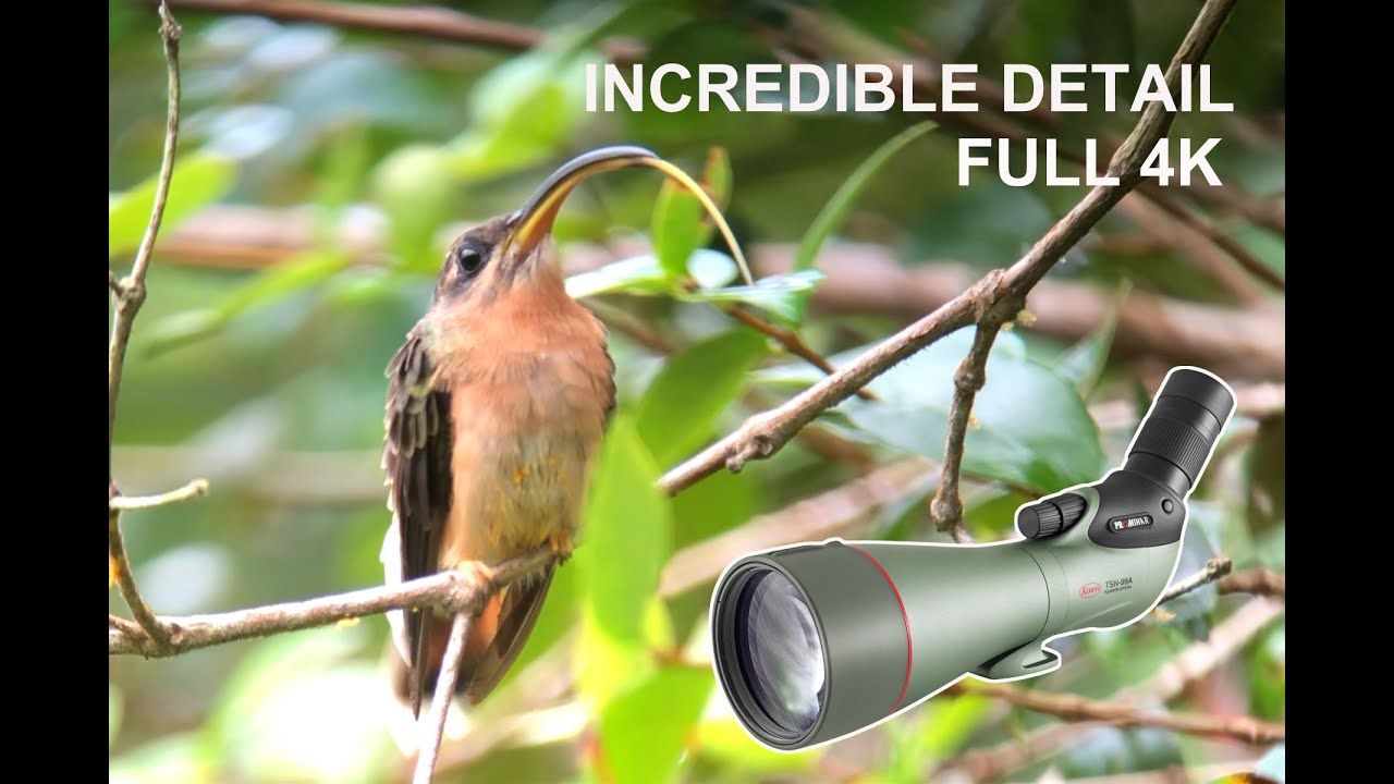 Birds of Bocas del Toro 2