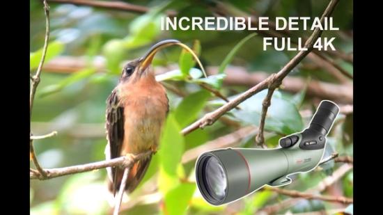 Birds of Bocas del Toro 2