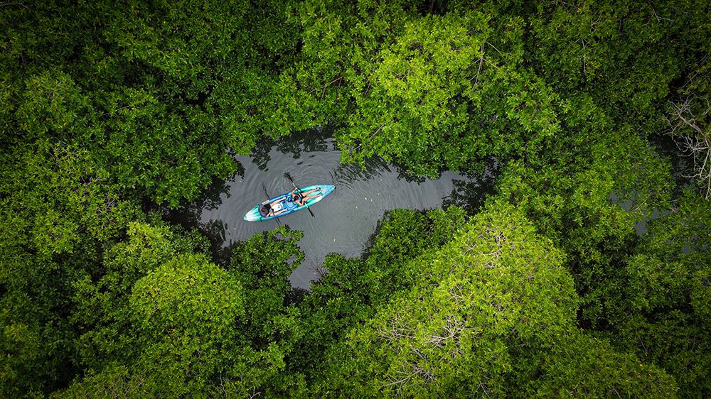 Mangroves at Tranquilo Bay