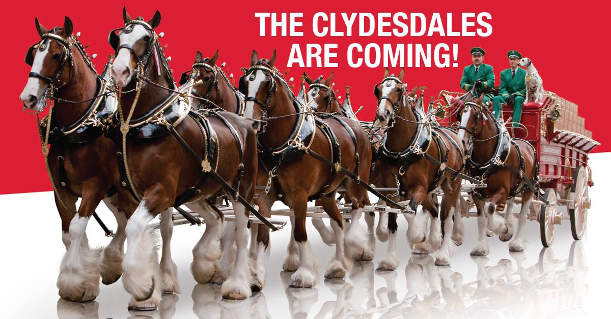 Clydesdale horses pulling carriage