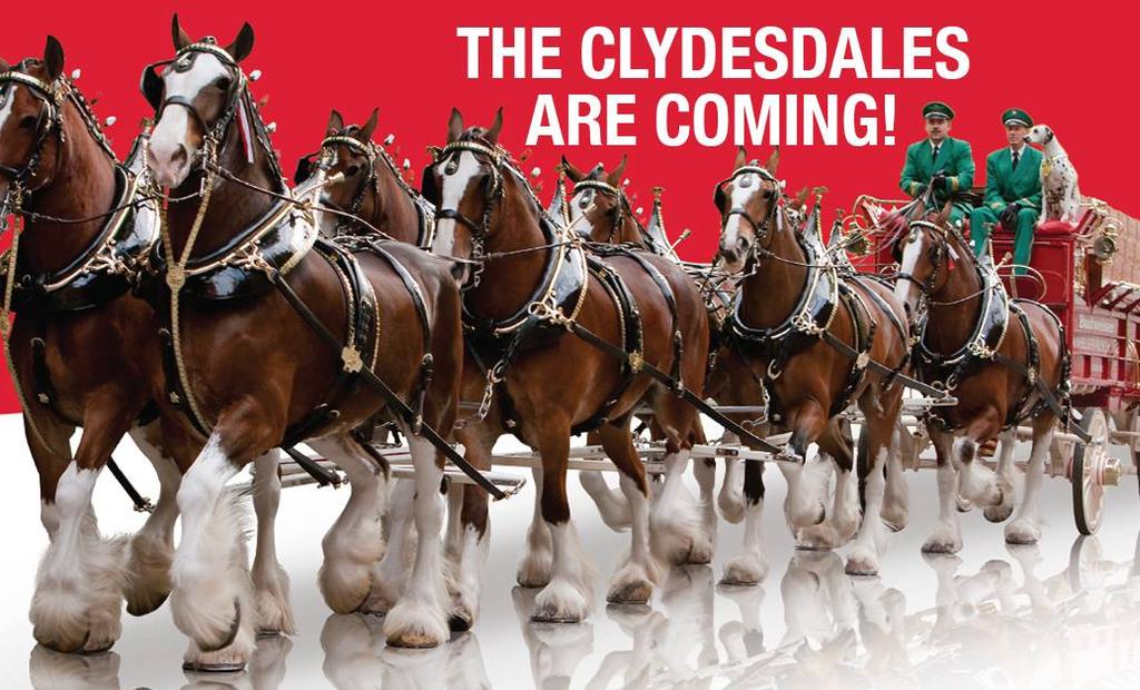 Clydesdale horses pulling carriage