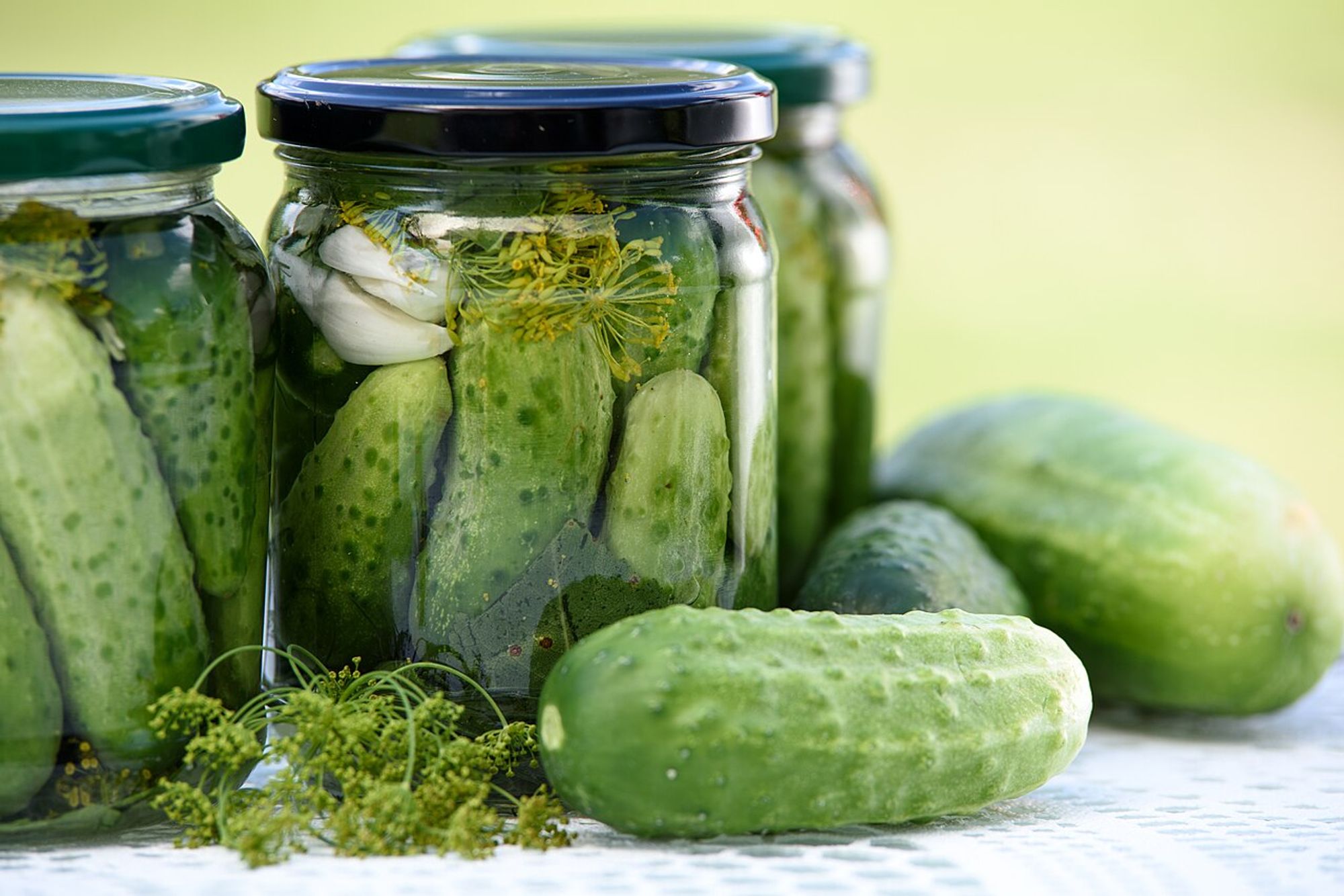 Three large jars of pickles on a table with raw cucumbers and dill.