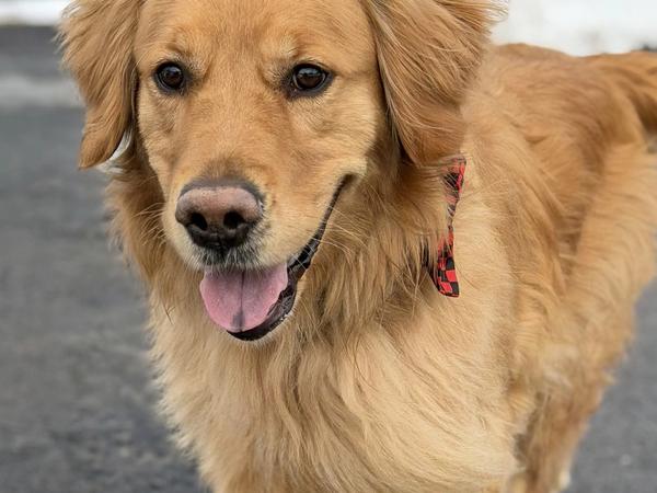 I'm a golden retriever mom