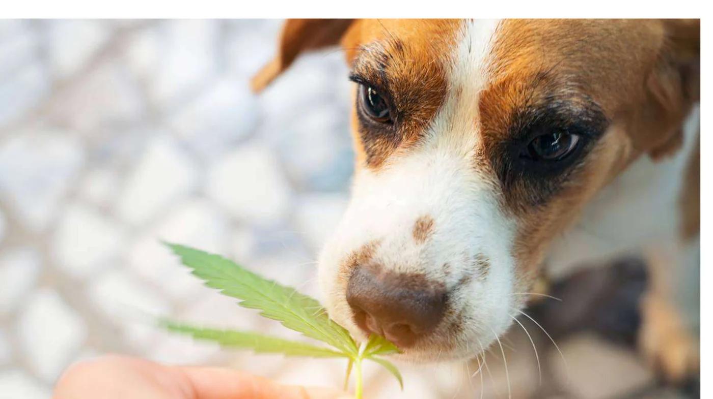 A beagle sniffing a hemp leaf, from the Stockhead report on HempPet