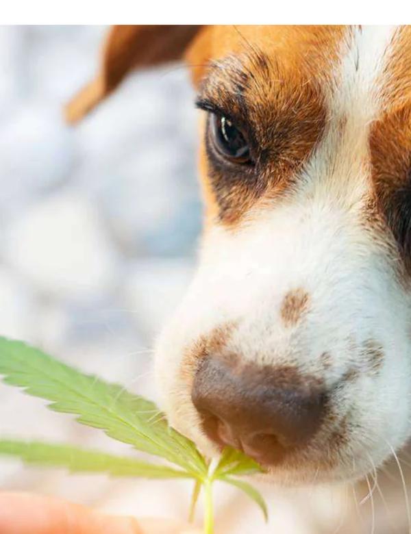 A beagle sniffing a hemp leaf, from the Stockhead report on HempPet