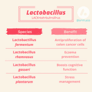 Bacterial Spotlight: Lactobacillus