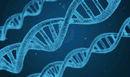 Bacteroidetes and Firmicutes: What’s the Deal?