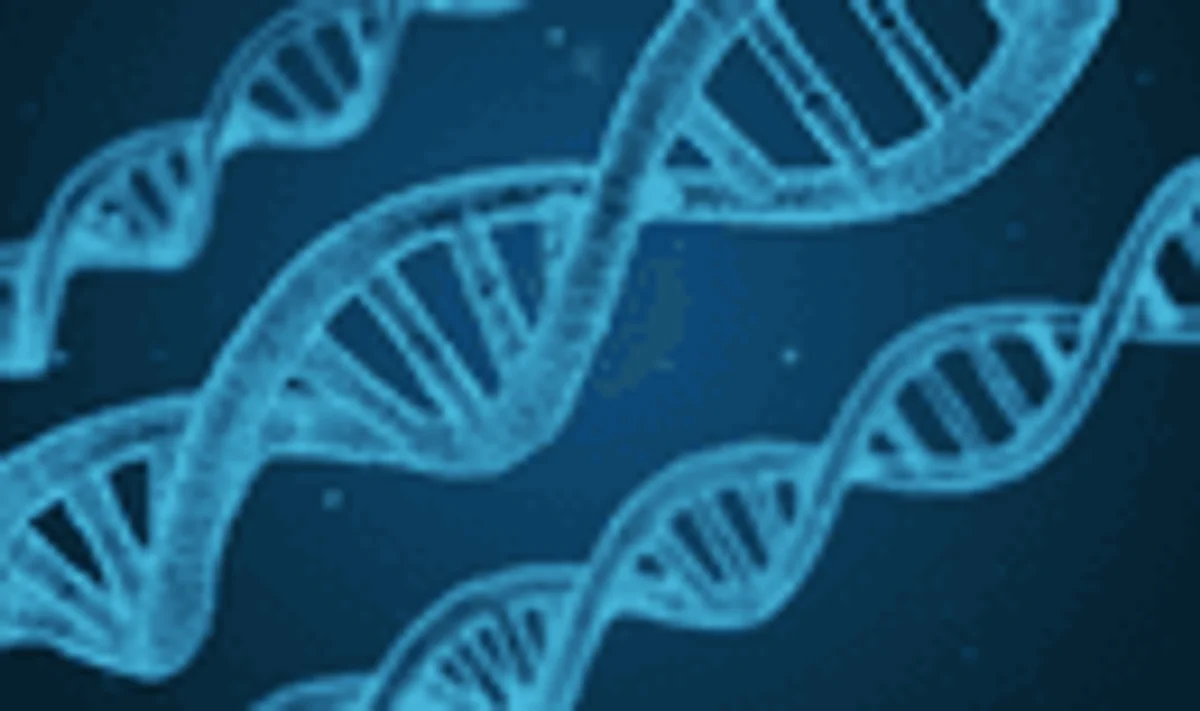 Bacteroidetes and Firmicutes: What’s the Deal?