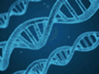 Bacteroidetes and Firmicutes: What’s the Deal?
